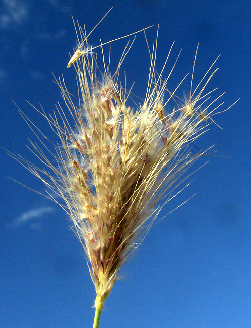 Feather Fingergrass, CHLORIS VIRGATA, digitate panicle inflorescence