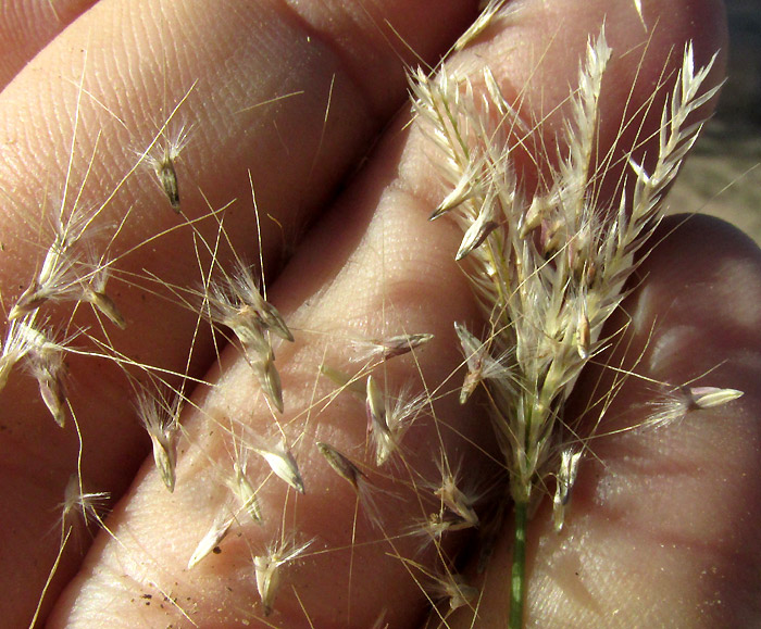 Feather Fingergrass, CHLORIS VIRGATA, florets separated as a unit