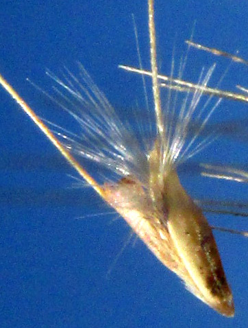 Feather Fingergrass, CHLORIS VIRGATA, floret unit close-up