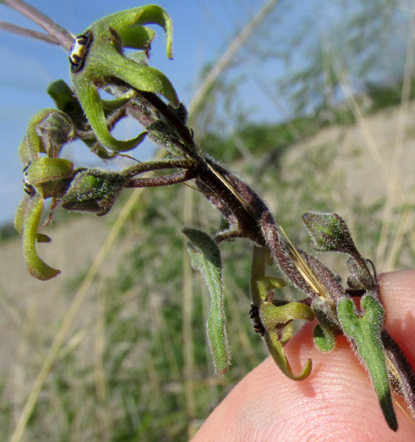 CHTHAMALIA OJADAPANTHA, flowers and leaves