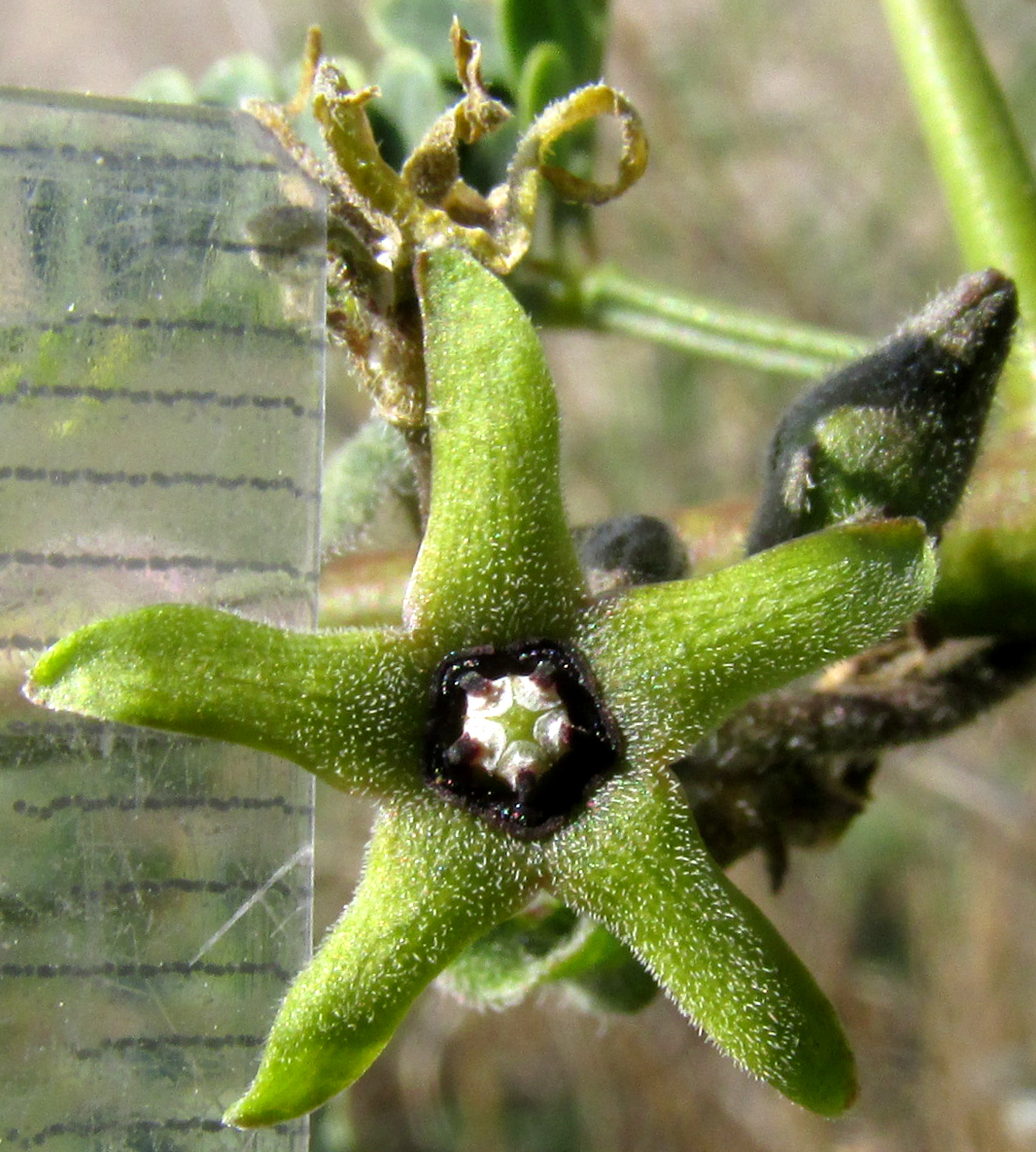 CHTHAMALIA OJADAPANTHA, flowers seen from above