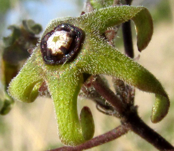 CHTHAMALIA OJADAPANTHA, flowers seen from side, recurving corolla lobes