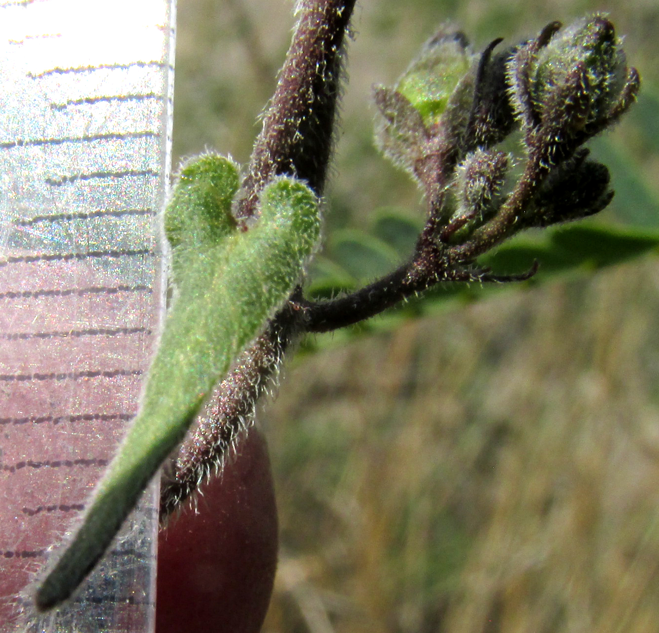 CHTHAMALIA OJADAPANTHA, leaf