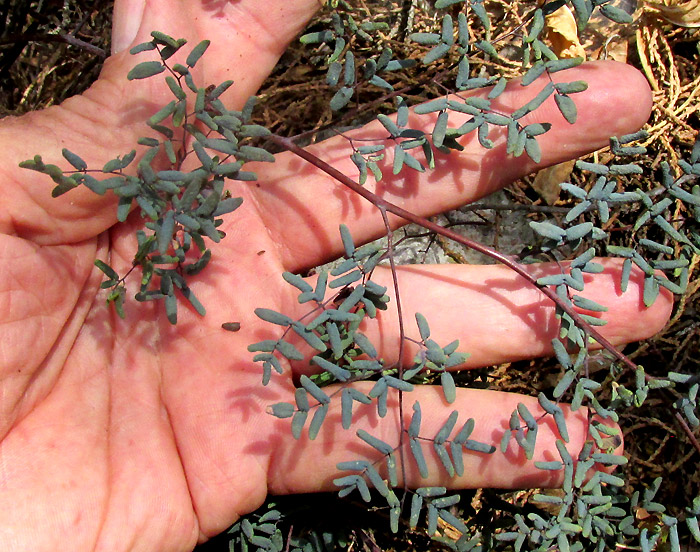 False Cloak Fern, ARGYROCHOSMA FORMOSA, habitat, blade top