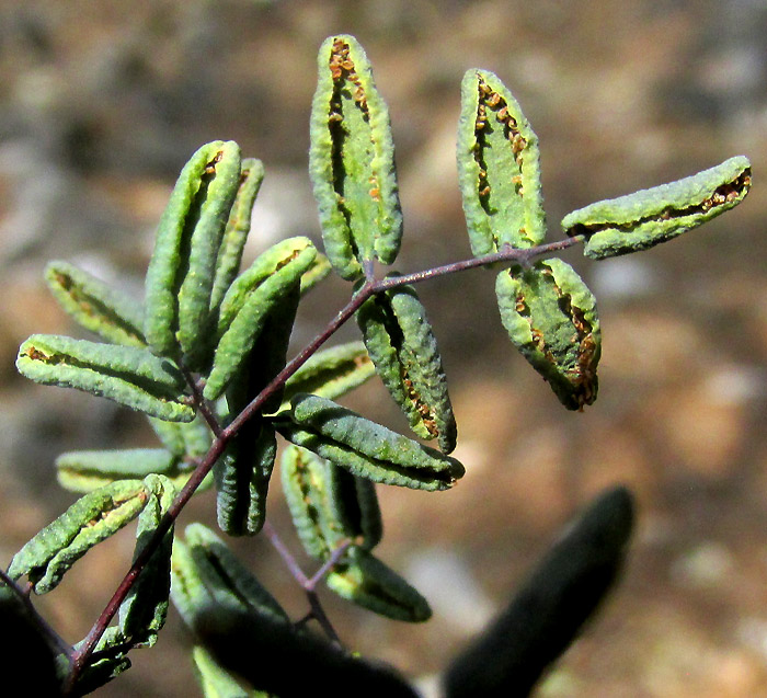 False Cloak Fern, ARGYROCHOSMA FORMOSA, habitat, pinnules from below