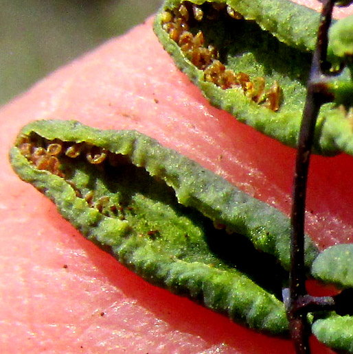 False Cloak Fern, ARGYROCHOSMA FORMOSA, sporangia beneath false idusia