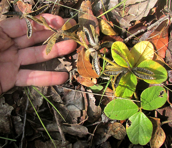 Lemmon's Cologania, COLOGANIA OBOVATA, plant with empty legumes