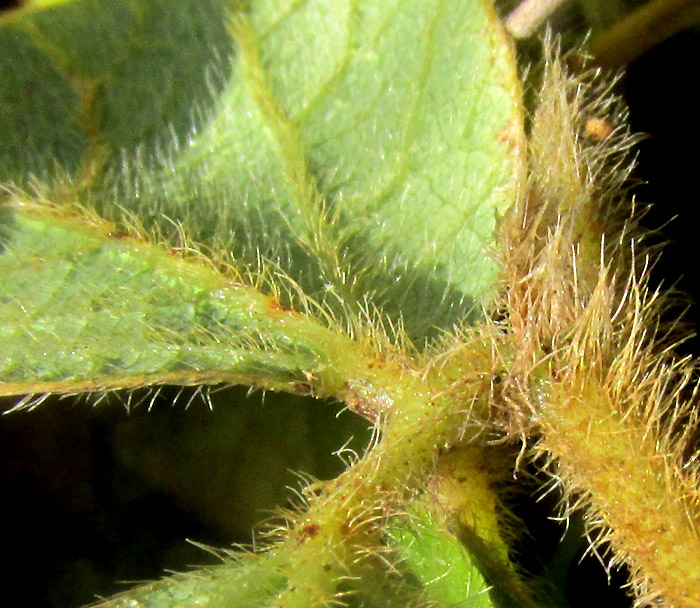 Lemmon's Cologania, COLOGANIA OBOVATA, hirsute leaflet undersurface