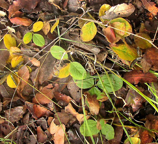 Lemmon's Cologania, COLOGANIA OBOVATA