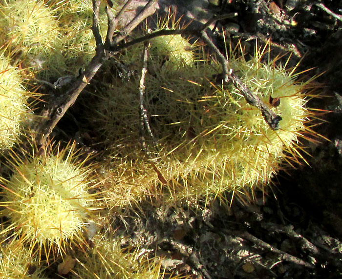 Pincushion Cactus, CORYPHANTHA ERECTA, young plant elongating, very heavy coat of spines