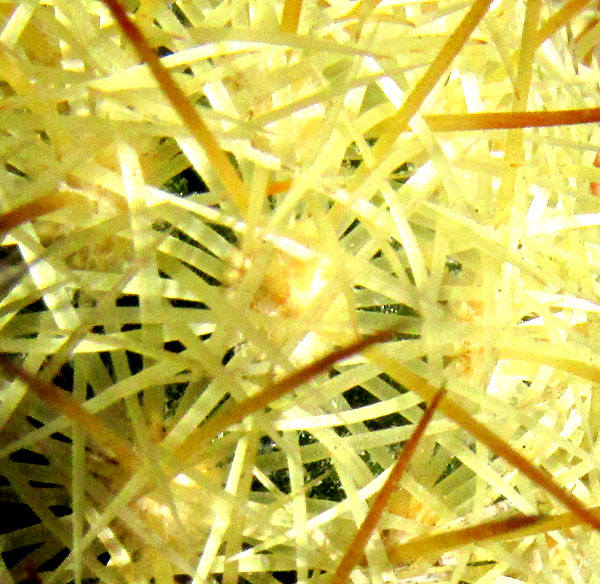 Pincushion Cactus, CORYPHANTHA ERECTA, cluster of spines