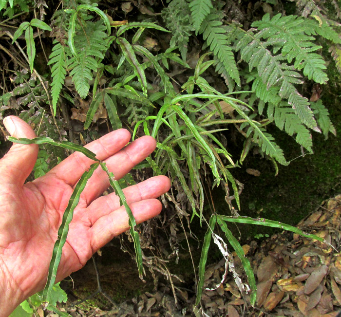 Cretan Brake, PTERIS CRETICA, in habitat