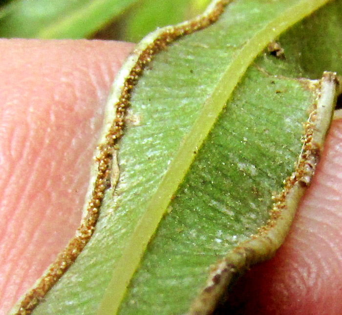 Cretan Brake, PTERIS CRETICA, forked pinna tips