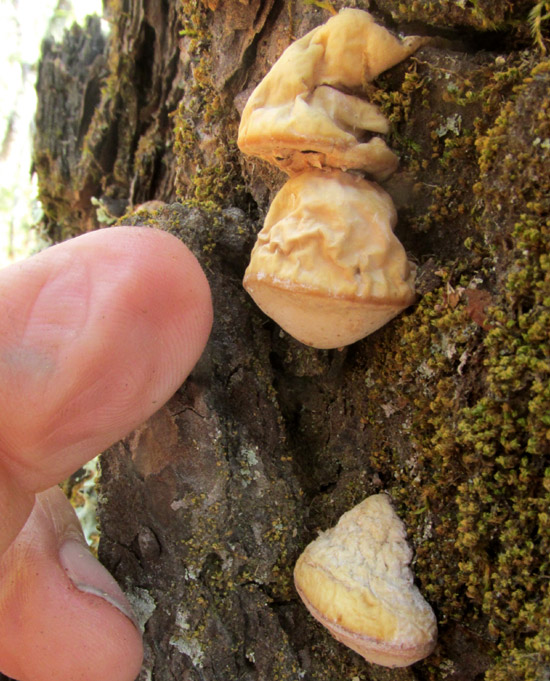 Veiled Polypore, CRYPTOPORUS VOLVATUS, on pine trunk