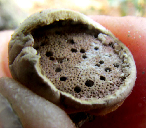 Veiled Polypore, CRYPTOPORUS VOLVATUS, volva torn away to reveal surface with pores