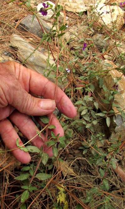 CUPHEA AEQUIPETALA, plant in habitat