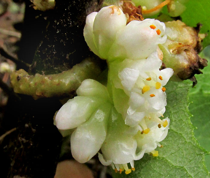 CUSCUTA RUGOSICEPS, flowers