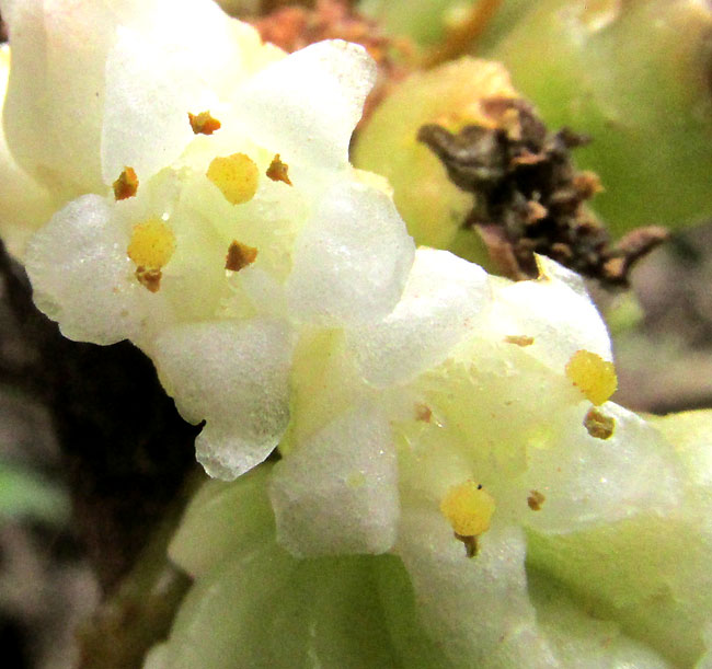 CUSCUTA RUGOSICEPS, flowers close up