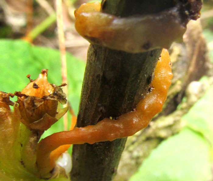 CUSCUTA RUGOSICEPS, dodder stem curling around host stem