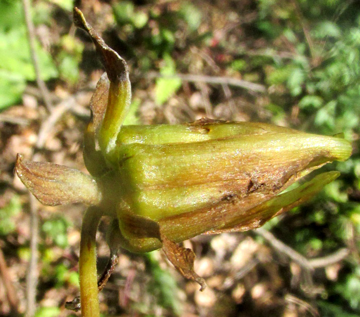 Garden Dahlia, DAHLIA PINNATA, fruiting head in habitat