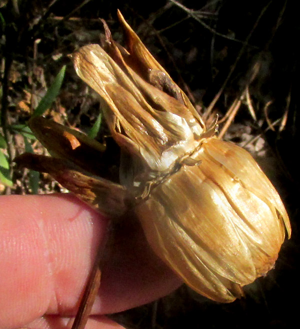 Garden Dahlia, DAHLIA PINNATA, fruiting head in habitat