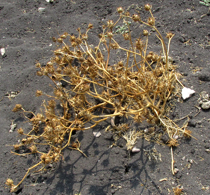 Oakleaf Datura, DATURA QUERCIFOLIA, dead, bleached plant releasing seeds