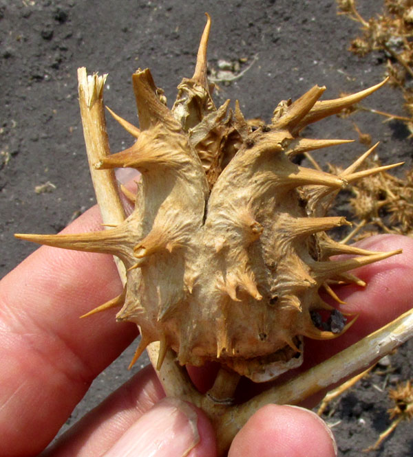 Oakleaf Datura, DATURA QUERCIFOLIA, dried, split-open capsule