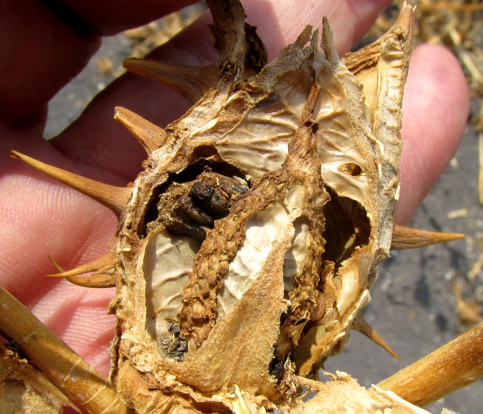 Oakleaf Datura, DATURA QUERCIFOLIA, dead, bleached capsule with side removed showing remaining seeds