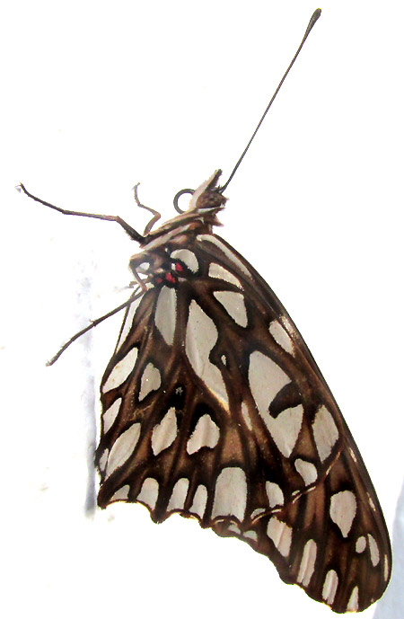 Mexican Silverspot, DIONE MONETA ssp. POEYII