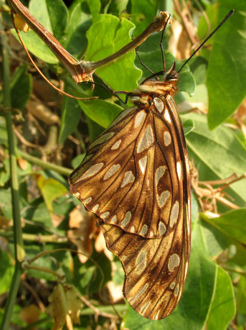 Juno Silverspot adult resting, DIONE JUNO