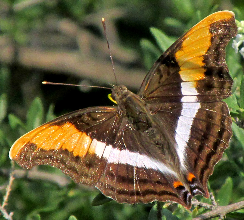 Silver Emperor, DOXOCOPA LAURE