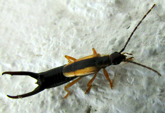 Lined Earwig, DORU TAENIATUM