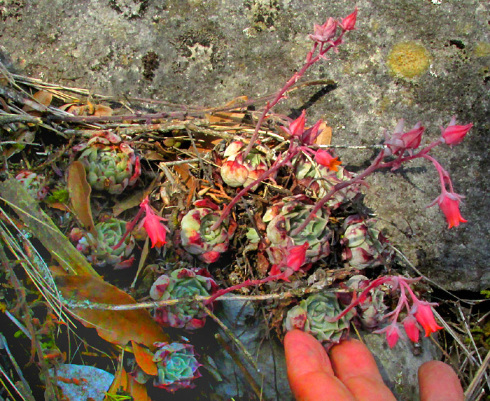 Blue Echeveria, ECHEVERIA SECUNDA, flowering population in habitat