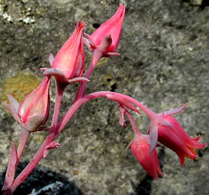 Blue Echeveria, ECHEVERIA SECUNDA, inflorescence