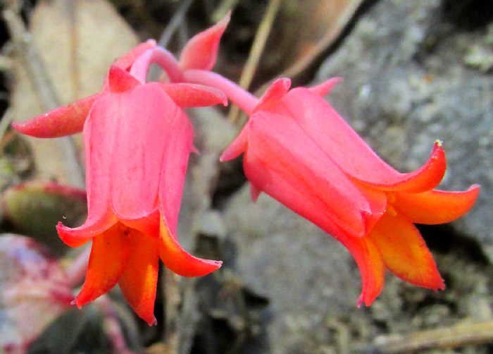 Blue Echeveria, ECHEVERIA SECUNDA, flowers from front