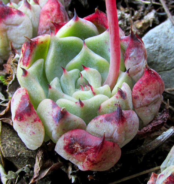 Blue Echeveria, ECHEVERIA SECUNDA, peduncle arising from rosette