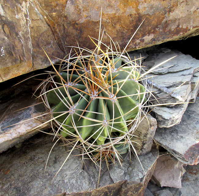 FEROCACTUS ECHIDNE, young one on stone wall