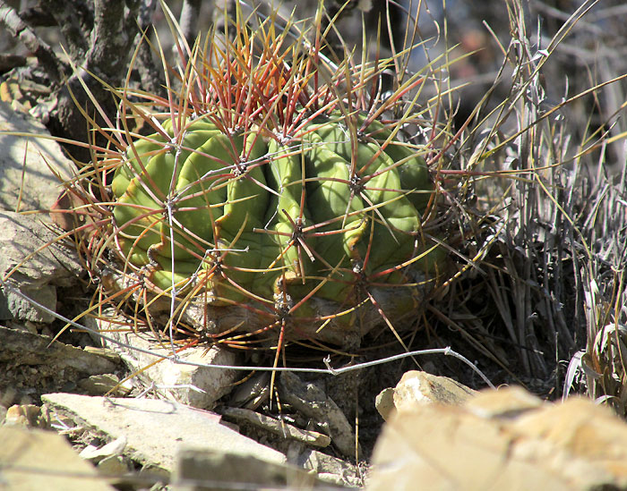 FEROCACTUS ECHIDNE, young one in habitat