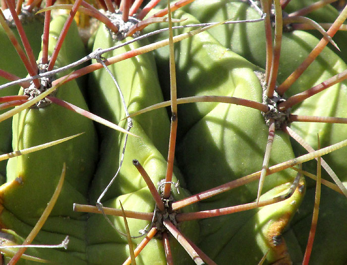 FEROCACTUS ECHIDNE, spine cluster close-up