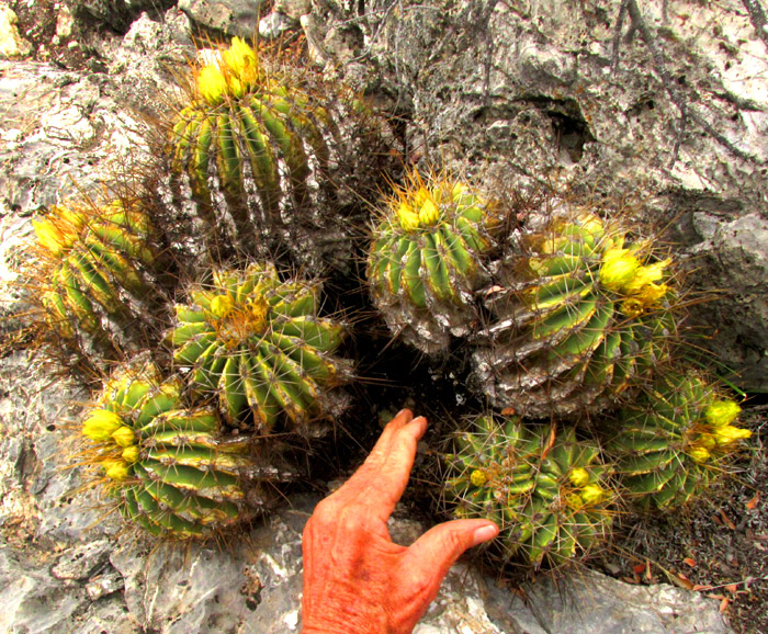 FEROCACTUS ECHIDNE, flowering colony in habitat, with callused ribs