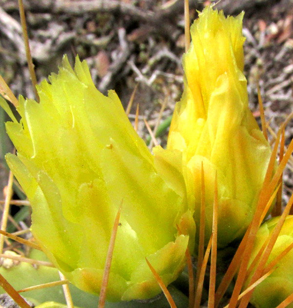 FEROCACTUS ECHIDNE, partly open flowers