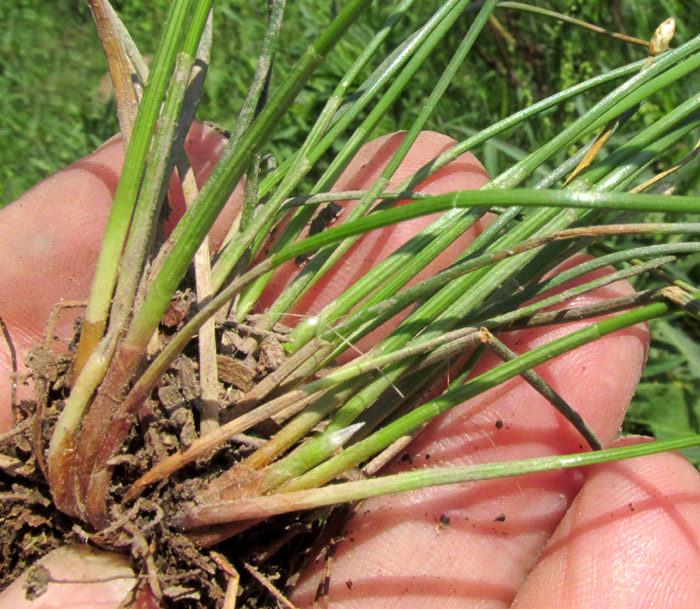 Pale Spikerush, ELEOCHARIS MACROSTACHYA, plant base