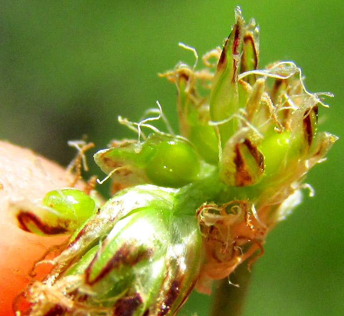 Pale Spikerush, ELEOCHARIS MACROSTACHYA, exposed ovary