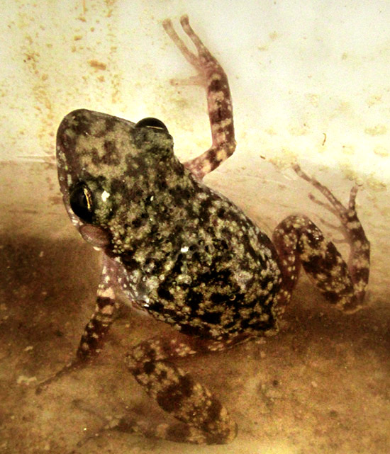 ELEUTHERODACTYLUS cf. PLANIROSTRIS