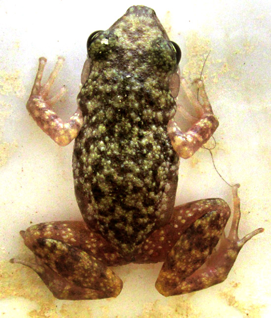 ELEUTHERODACTYLUS cf. PLANIROSTRIS, top view