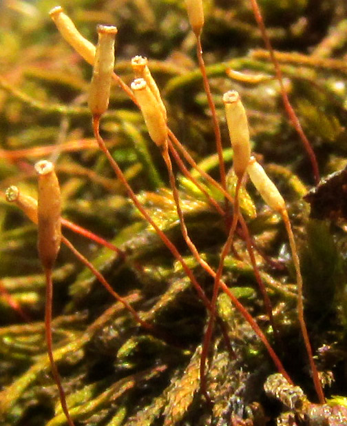 ENTODON BEYRICHII, capsules close up