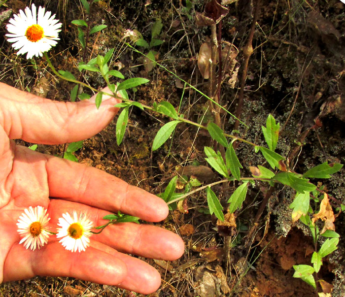 Mexican Fleabane, ERIGERON KARVINSKIANUS, plant in habitat