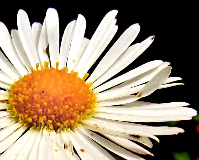 Mexican Fleabane, ERIGERON KARVINSKIANUS, capitulum close-up, top