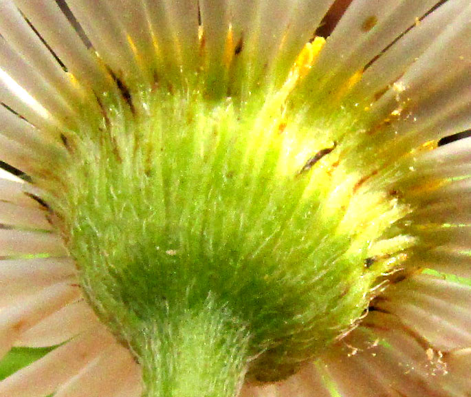 Mexican Fleabane, ERIGERON KARVINSKIANUS, phyllaries on involucre