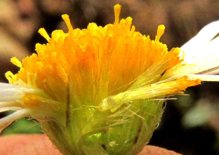 Mexican Fleabane, ERIGERON KARVINSKIANUS, bisected capitulum